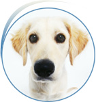 Our experienced veterinary assistants can also administer medical treatment to your pet if necessary